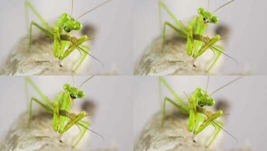 螳螂吃蟋蟀高清在线视频素材下载