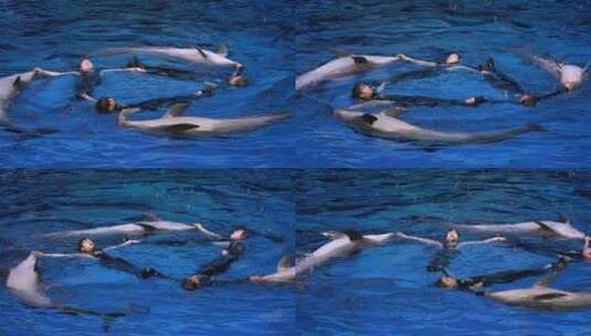 海豚表演高清在线视频素材下载