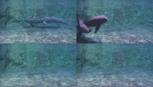 水下游动的江豚高清在线视频素材下载