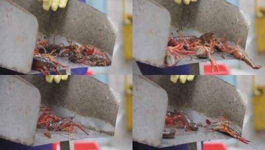小龙虾挑选洗虾工人水产养殖中餐餐饮高清在线视频素材下载