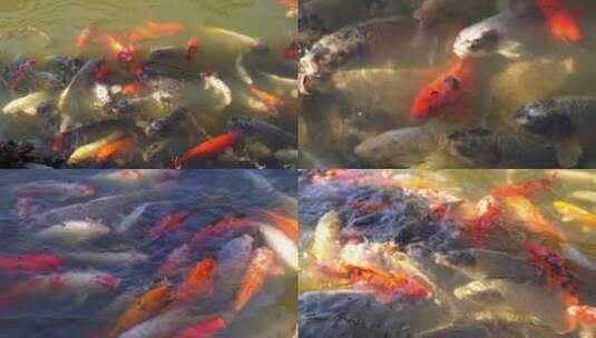 广州天河华南植物园锦鲤金鱼高清在线视频素材下载