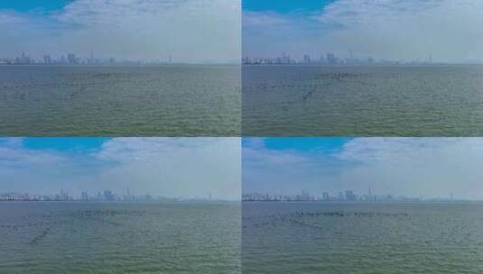 【正版4K素材】深圳湾生态航拍1高清在线视频素材下载