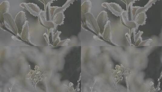 中国华北东北冬季春节新年树叶雾凇自然户外高清在线视频素材下载