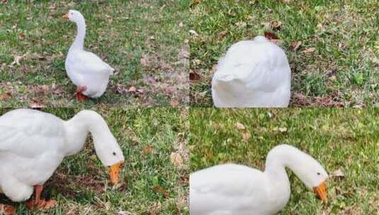 草地上悠闲自得的大白鹅高清在线视频素材下载