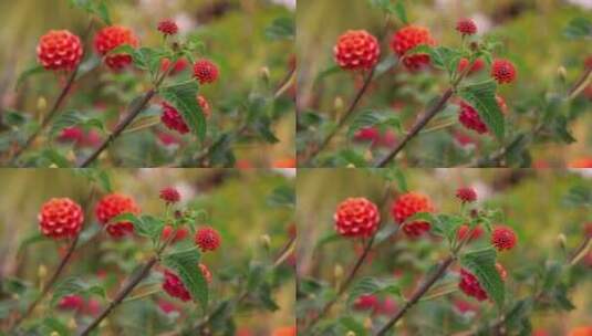 鲜艳的花朵特写高清在线视频素材下载