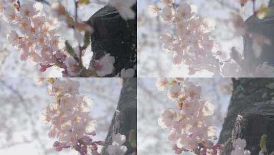 4k逆光超唯美海棠花盛开实拍高清在线视频素材下载