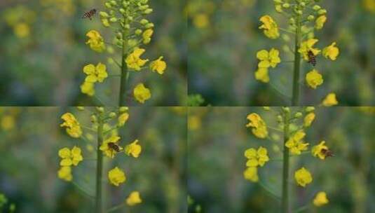 黄色油菜花田与采蜜蜜蜂高清在线视频素材下载