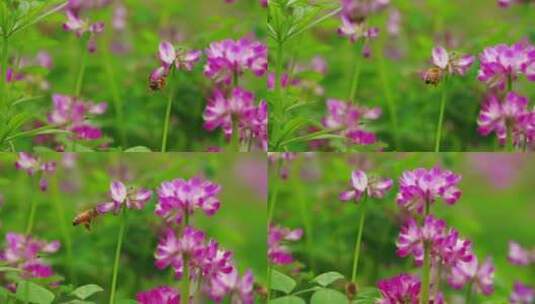 春天的蜜蜂紫云英花朵间飞舞采蜜慢镜头高清在线视频素材下载