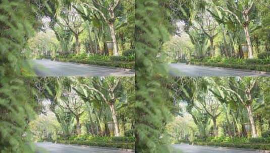 热带雨林森林汽车开车骑车道路高清在线视频素材下载