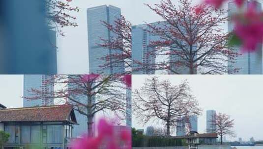 广州城市春天木棉花4k视频素材高清在线视频素材下载