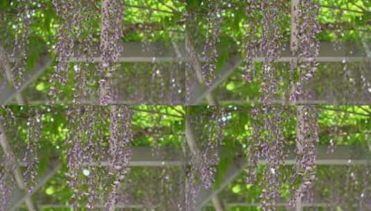 春风里 盛开的紫藤萝瀑布高清在线视频素材下载