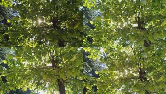 树叶缝隙中的阳光高清在线视频素材下载