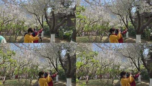 济南五龙潭樱花、海棠花绽放，春季景色迷人高清在线视频素材下载