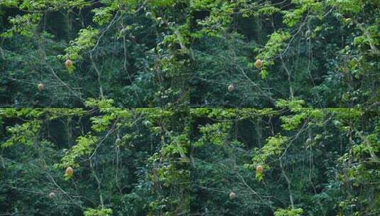 树木丛林野果森林自然风光高清在线视频素材下载