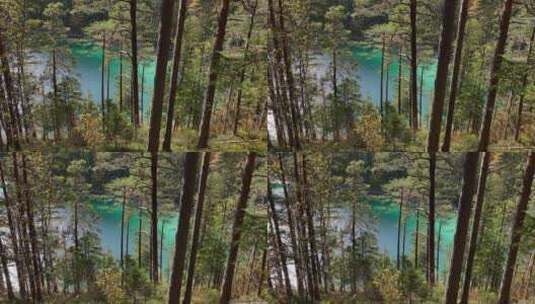 湖边森林特写高清在线视频素材下载