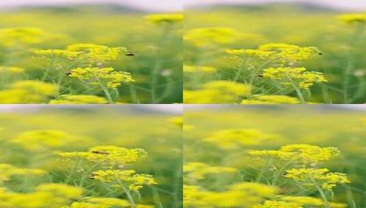 4K实拍春天盛开绽放的金黄色油菜花田竖屏高清在线视频素材下载