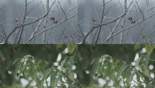 冬天冬季下雪飘雪树脂实拍空镜高清在线视频素材下载