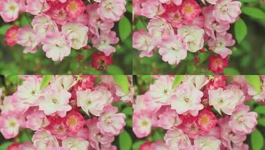 粉红色蔷薇花月季花朵高清在线视频素材下载