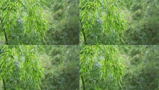 竹林竹叶禅意下雨天唯美空镜高清在线视频素材下载