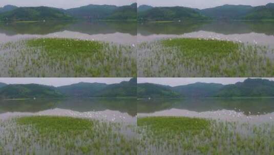 青山绿水生态湿地一群白鹭飞翔栖息升格空镜高清在线视频素材下载