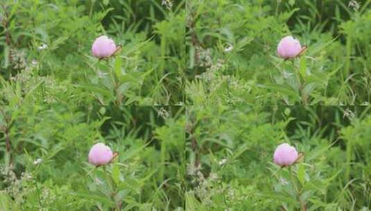 野生药用植物：芍药花高清在线视频素材下载