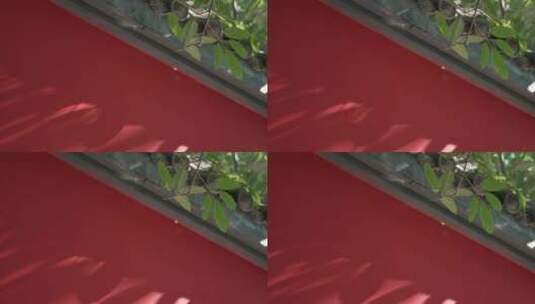 红墙青瓦树枝高清在线视频素材下载