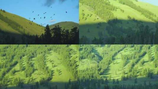 森林飞鸟树林一群鸟儿飞乌鸦飞山林风光风景高清在线视频素材下载