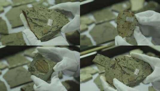 （4K）J四川都江堰节肢动物远古化石特写高清在线视频素材下载