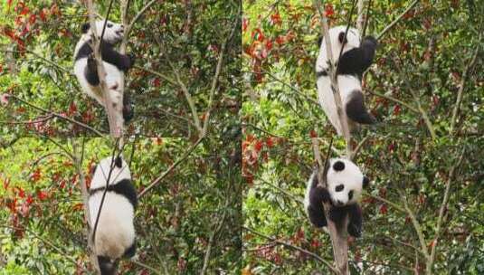 可爱大熊猫幼崽小宝宝爬树枝上玩耍特写萌高清在线视频素材下载