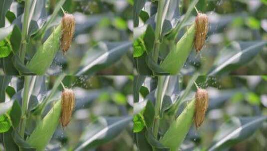 有机玉米宣传片 玉米灌溉特写高清在线视频素材下载