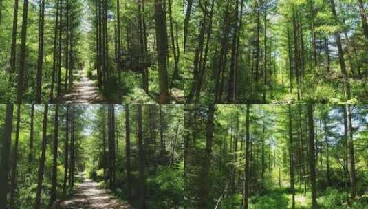 阳光透过树林高清在线视频素材下载