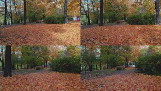 秋天公园的美丽高清在线视频素材下载