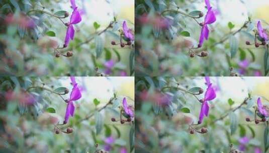 天蒂牡花（巴西野牡丹）实拍特写高清在线视频素材下载