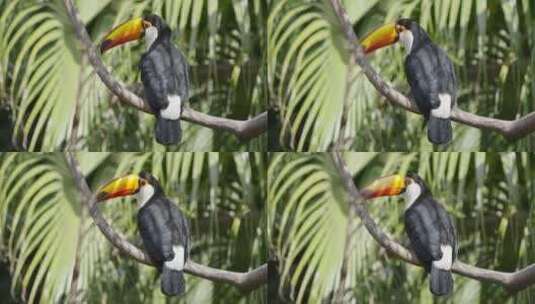 一只鹦鹉在树枝上特写高清在线视频素材下载