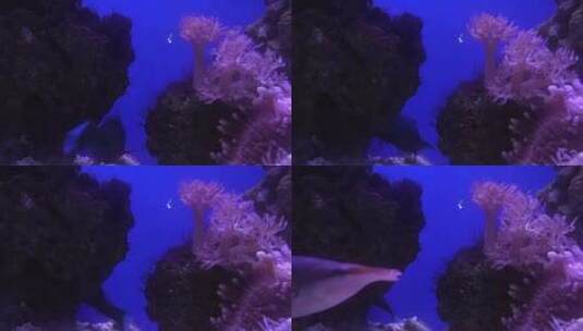 海底世界 珊瑚 热带鱼高清在线视频素材下载