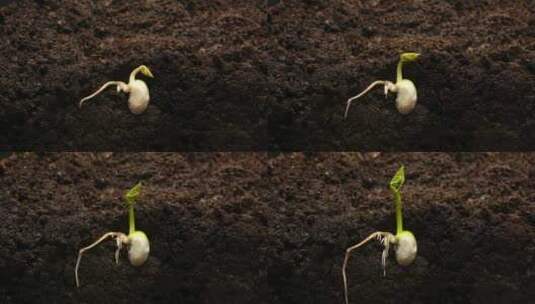 种子在泥土中生根发芽长出叶子延时摄影高清在线视频素材下载