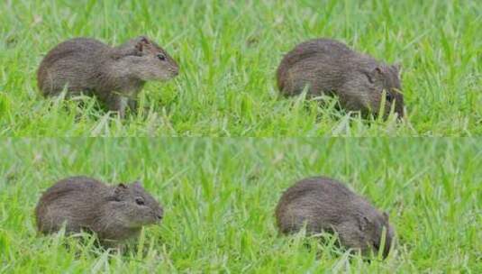 一只野生巴西豚鼠，Cavia aperea，仍然在地上吃草。特写镜头高清在线视频素材下载