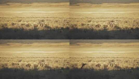 拍摄的一群骡子鹿高清在线视频素材下载
