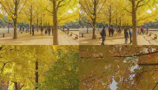 秋天的城市公园 街景秋风扫落叶秋季秋景秋高清在线视频素材下载