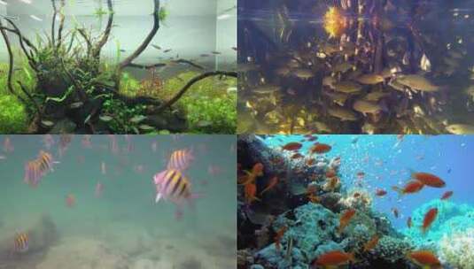 【合集】鱼群 深海鱼群 鱼 好多鱼 鱼缸高清在线视频素材下载