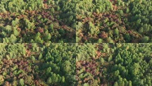 俯拍秋天湿地丛林七彩森林高清在线视频素材下载
