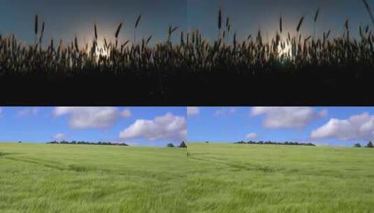 【合集】阳光下的麦田 饱满的麦穗高清在线视频素材下载