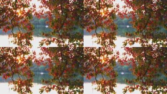 秋天南京中山植物园逆光唯美的红叶和湖水高清在线视频素材下载