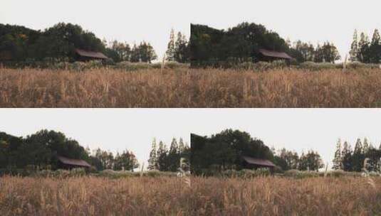 杭州良渚古城遗址公园鸽舍的芦苇高清在线视频素材下载