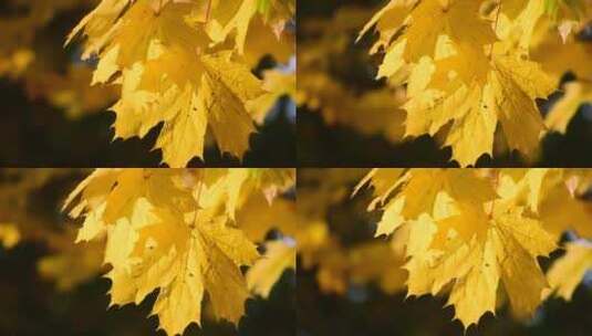 秋季森林秋天落叶高清在线视频素材下载