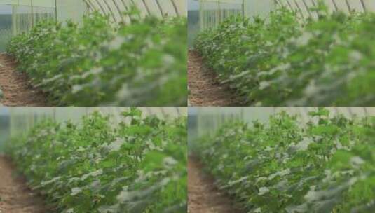 温室里种植的蔬菜高清在线视频素材下载