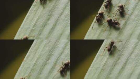 蚂蚁在叶子上爬行高清在线视频素材下载