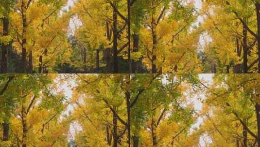 秋季地坛公园的黄叶和红墙高清在线视频素材下载