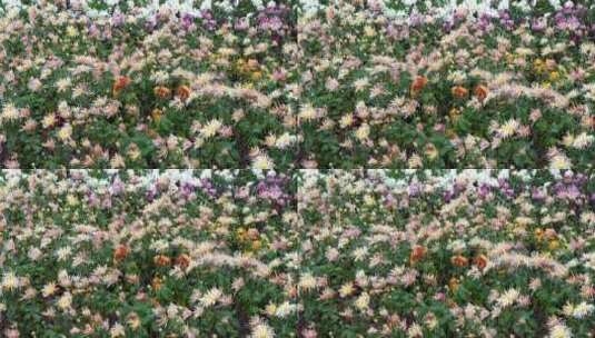 一大片菊花展海盛开放多品种类秋天公园唯美高清在线视频素材下载