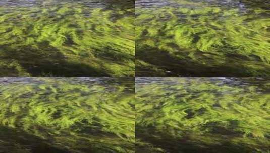 山东济南趵突泉绿色清澈水底水草摆动特写高清在线视频素材下载